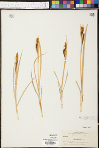 Carex acutina image