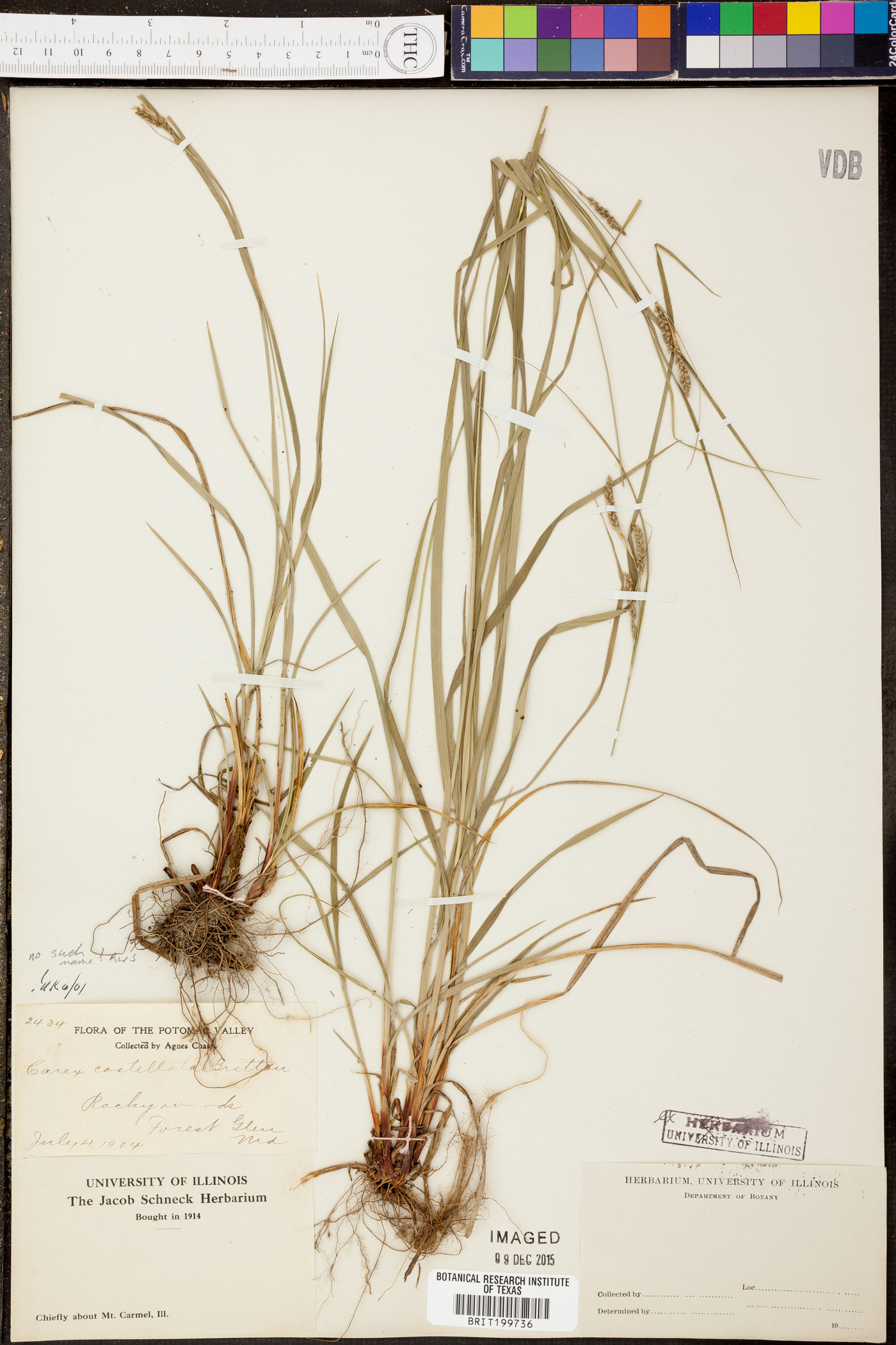 Carex costellata image