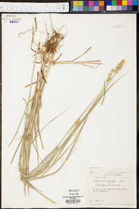 Carex aggregata image