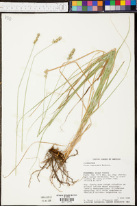 Carex aggregata image