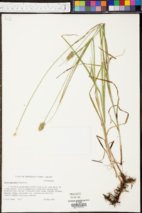 Carex aggregata image