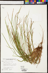 Carex aestivalis image