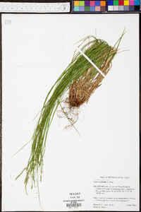 Carex aestivalis image