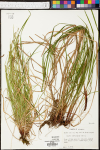 Carex aestivalis image