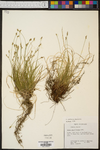 Carex artitecta image