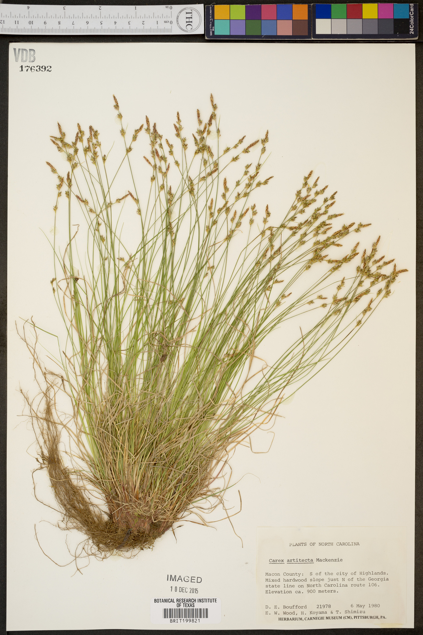Carex artitecta image
