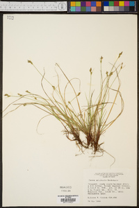 Carex artitecta image