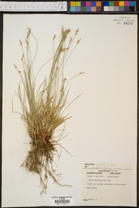 Carex artitecta image