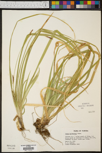 Carex baltzellii image