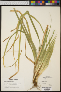 Carex baltzellii image