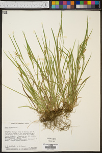 Carex aurea image