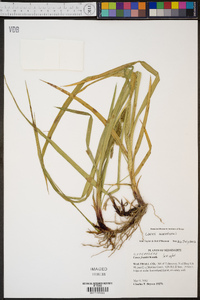 Carex aureolensis image