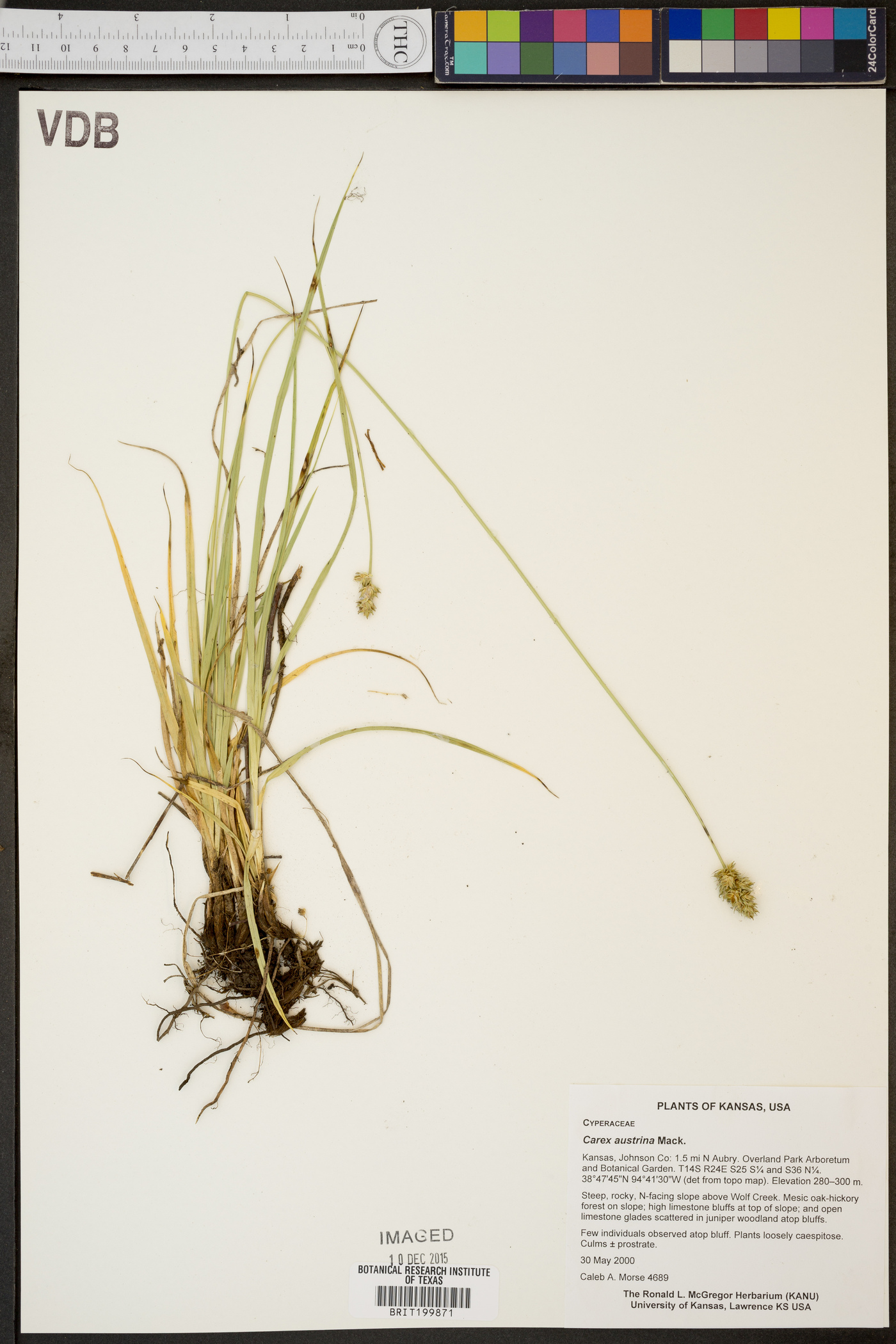 Carex austrina image