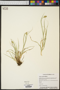 Carex austrina image