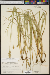 Carex austrina image