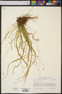 Carex austrocaroliniana image