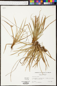 Carex backii image