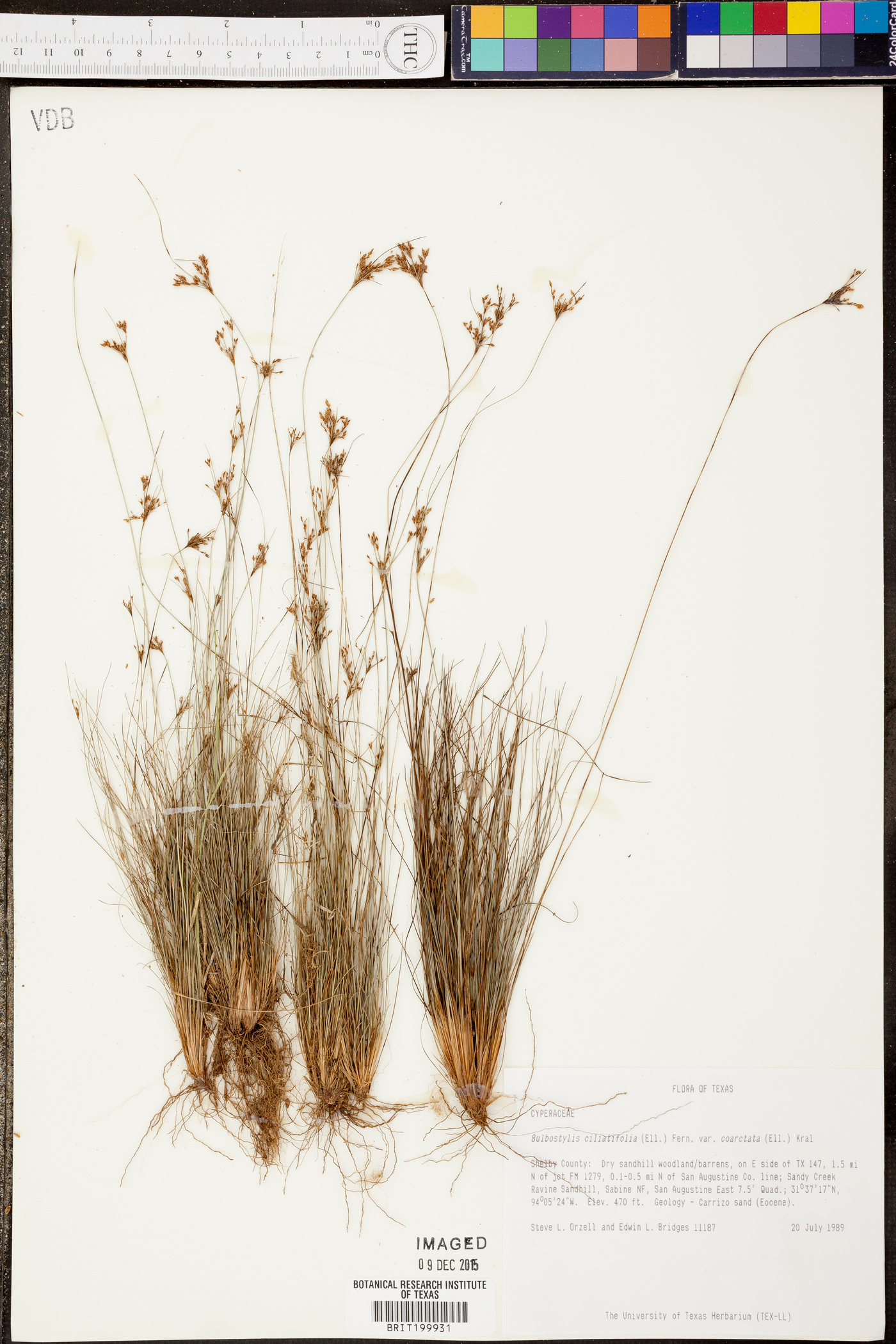 Bulbostylis ciliatifolia var. coarctata image