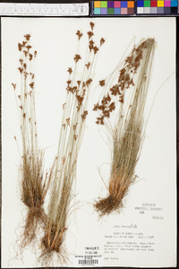 Bulbostylis ciliatifolia var. coarctata image