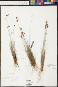 Bulbostylis ciliatifolia var. coarctata image