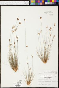 Bulbostylis ciliatifolia image