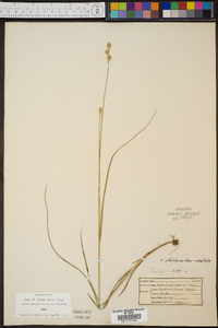 Carex albolutescens image