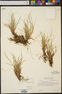 Carex rossii image