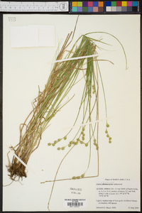 Carex albolutescens image