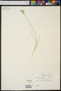 Carex albolutescens image