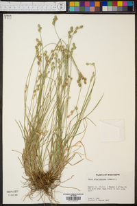 Carex albolutescens image