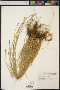 Carex albolutescens image