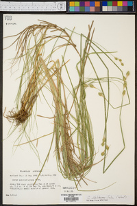 Carex albolutescens image