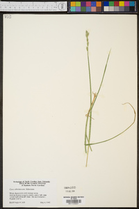 Carex albolutescens image