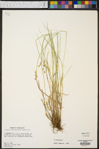 Carex albolutescens image