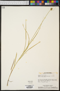 Carex albolutescens image