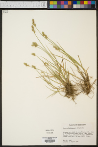 Carex albolutescens image