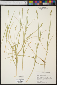 Carex albolutescens image