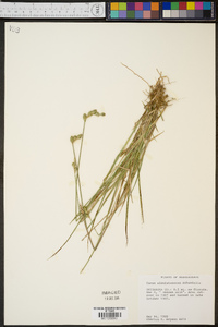 Carex albolutescens image