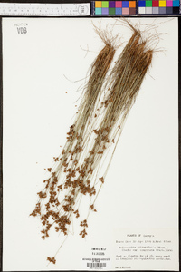 Bulbostylis ciliatifolia image