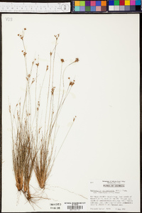 Bulbostylis ciliatifolia image