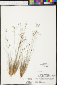 Bulbostylis ciliatifolia image