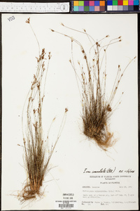 Bulbostylis ciliatifolia var. coarctata image