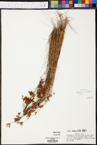 Bulbostylis ciliatifolia var. coarctata image