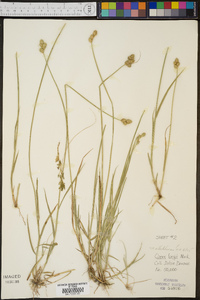 Carex albolutescens image