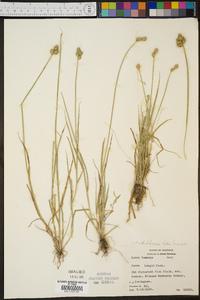 Carex albolutescens image