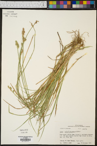 Carex albolutescens image