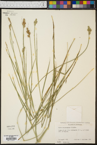 Carex albolutescens image