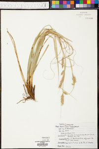 Carex cherokeensis image