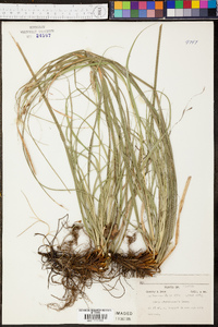 Carex cherokeensis image