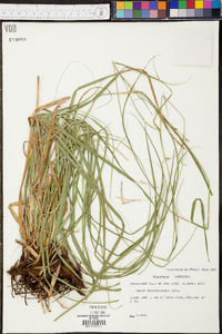 Carex cherokeensis image